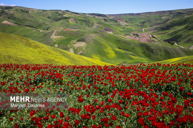دشت زیبای کلزا در خراسان شمالی