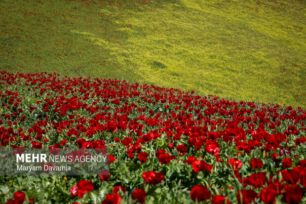 دشت زیبای کلزا در خراسان شمالی