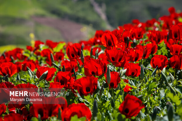 دشت زیبای کلزا در خراسان شمالی