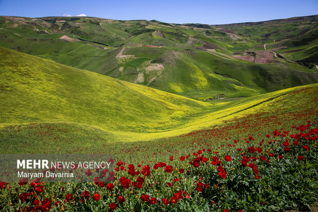 دشت زیبای کلزا در خراسان شمالی