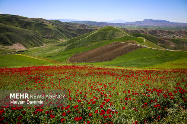 دشت زیبای کلزا در خراسان شمالی