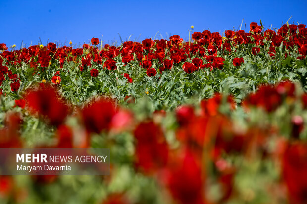 دشت زیبای کلزا در خراسان شمالی