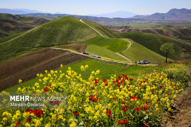 دشت زیبای کلزا در خراسان شمالی