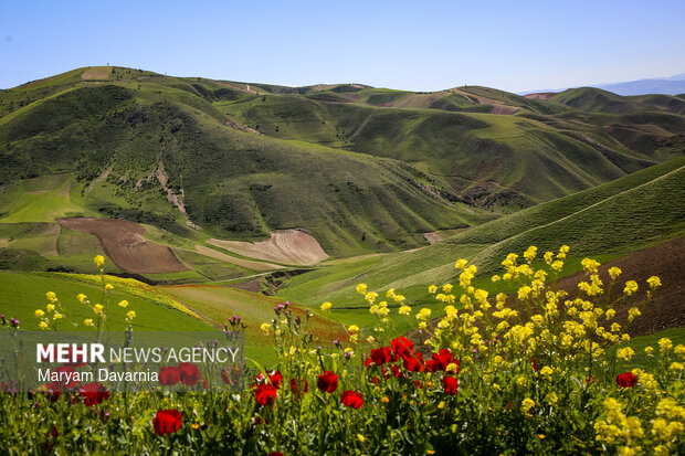دشت زیبای کلزا در خراسان شمالی