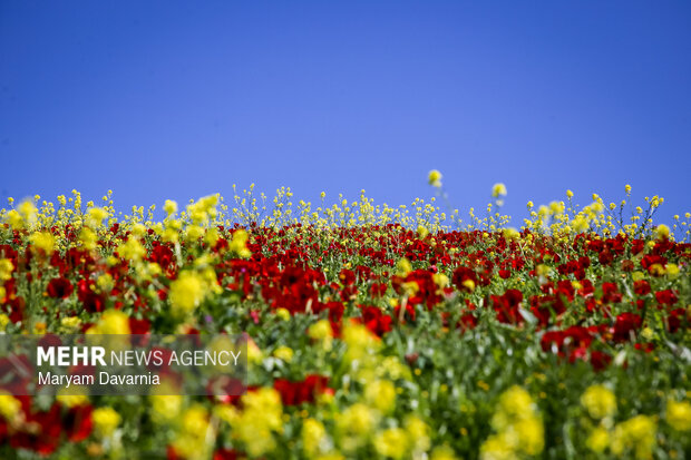دشت زیبای کلزا در خراسان شمالی
