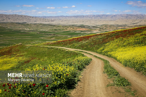 دشت زیبای کلزا در خراسان شمالی