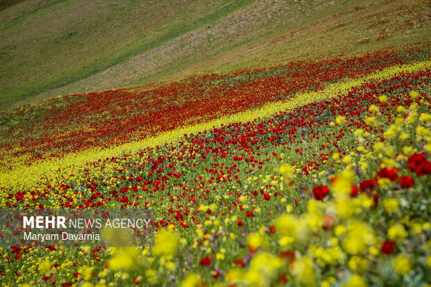 دشت زیبای کلزا در خراسان شمالی