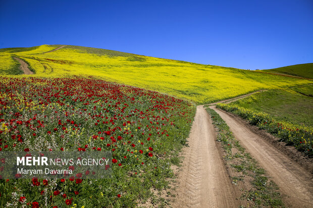 دشت زیبای کلزا در خراسان شمالی