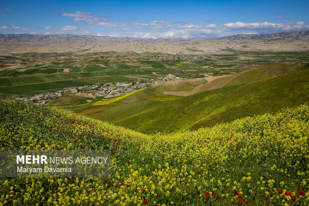 دشت زیبای کلزا در خراسان شمالی