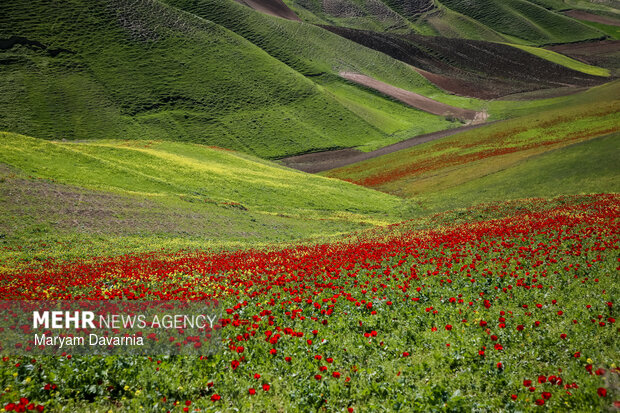 دشت زیبای کلزا در خراسان شمالی
