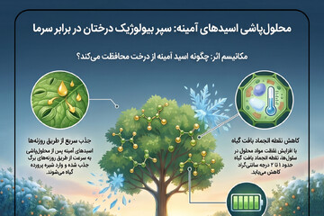 اینفوگرافیک؛محلول‌پاشی اسیدهای آمینه سپر بیولوژیک درختان در برابر سرما