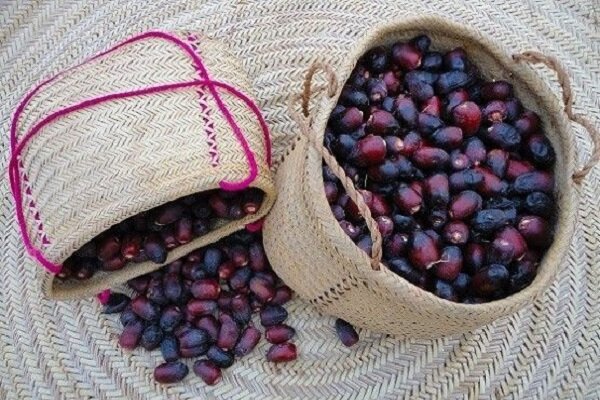 سراوان؛ نگین سبز سیستان و بلوچستان و قطب تولید خرما