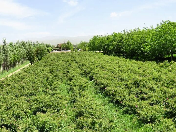 آغاز آئین گلابگیری در بروجرد