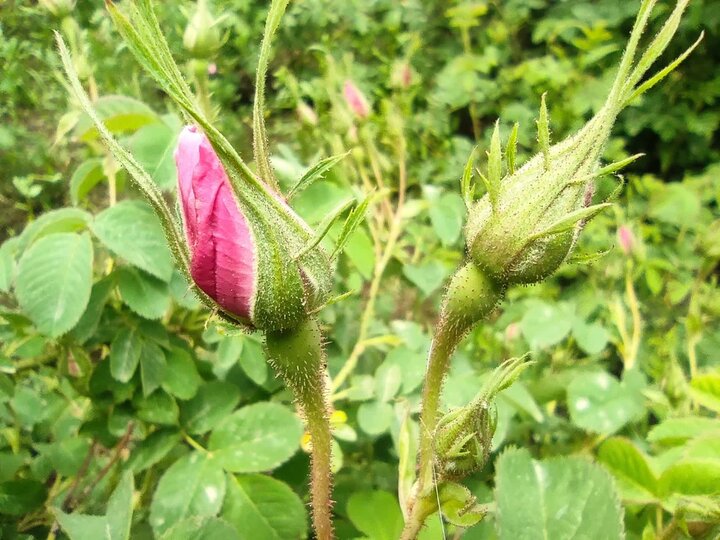 آغاز آئین گلابگیری در بروجرد