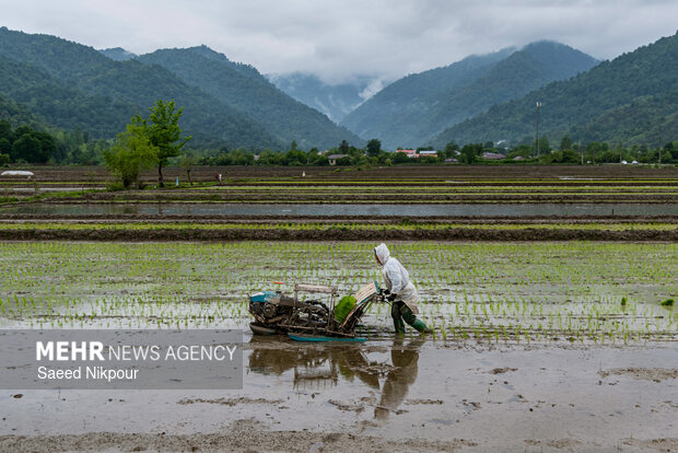 Planting rice begins in Gilan
