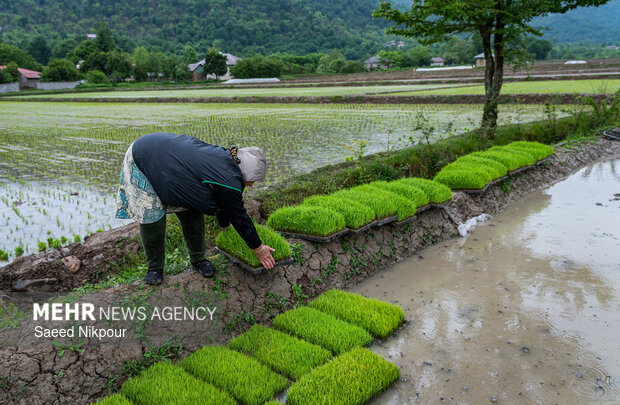 Planting rice begins in Gilan
