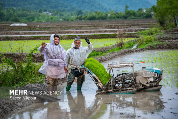 Planting rice begins in Gilan

