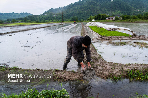 Planting rice begins in Gilan
