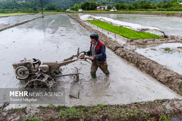 Planting rice begins in Gilan

