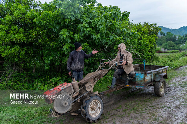 Planting rice begins in Gilan
