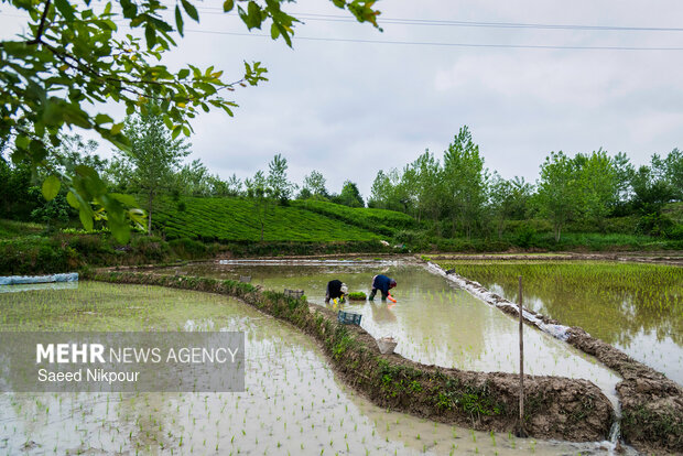 Planting rice begins in Gilan
