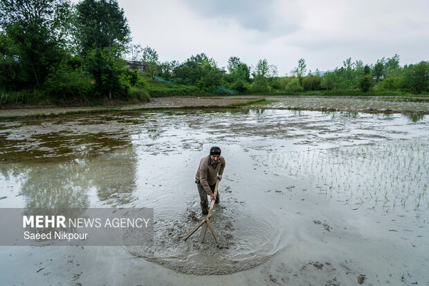 Planting rice begins in Gilan

