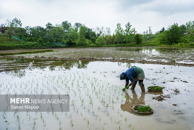 Planting rice begins in Gilan

