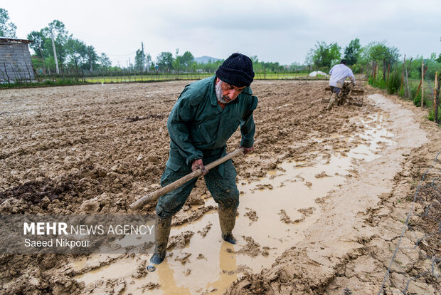 Planting rice begins in Gilan
