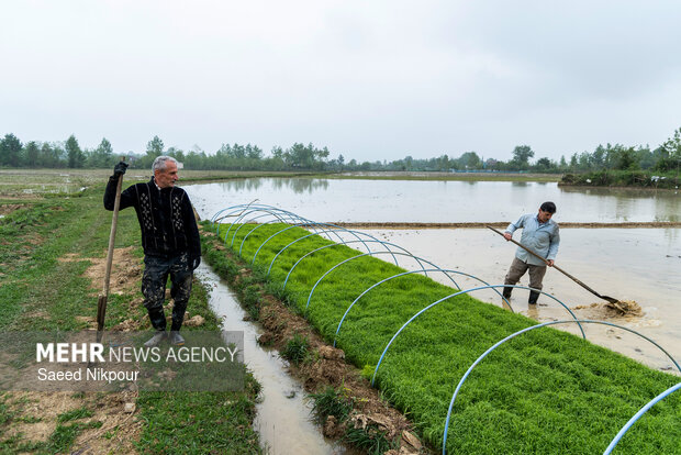 Planting rice begins in Gilan
