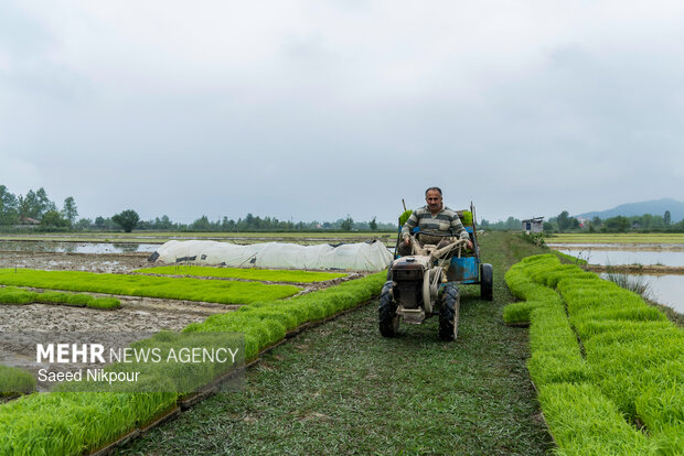 Planting rice begins in Gilan
