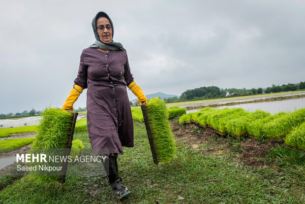 Planting rice begins in Gilan
