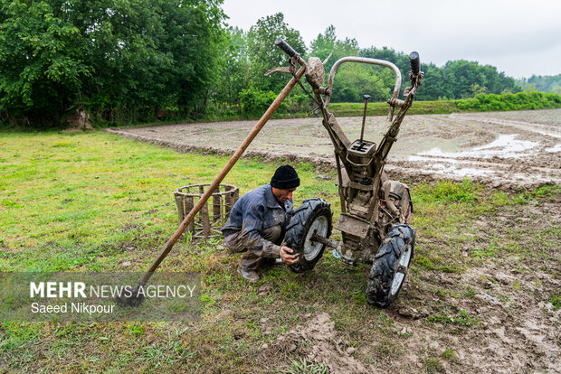 Planting rice begins in Gilan
