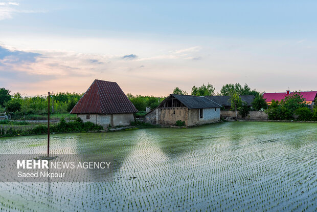 Planting rice begins in Gilan
