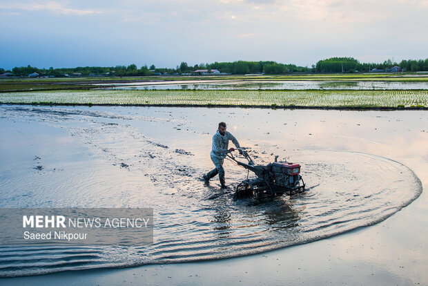 Planting rice begins in Gilan
