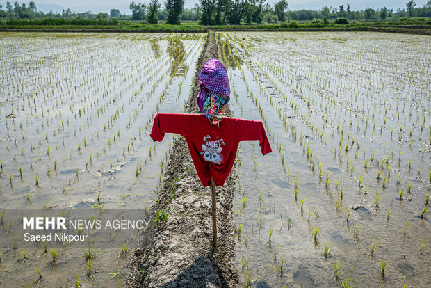Planting rice begins in Gilan
