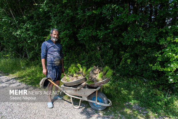 Planting rice begins in Gilan
