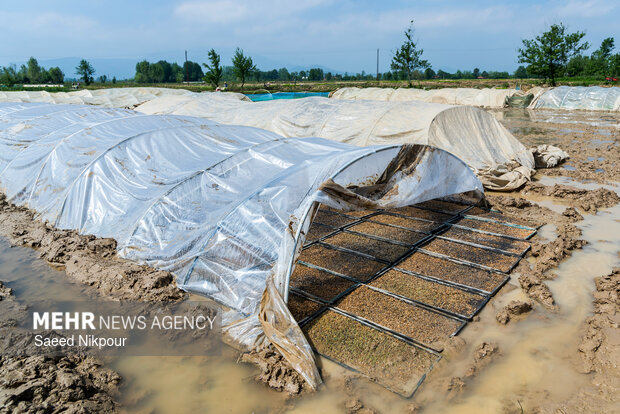Planting rice begins in Gilan
