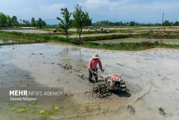 Planting rice begins in Gilan
