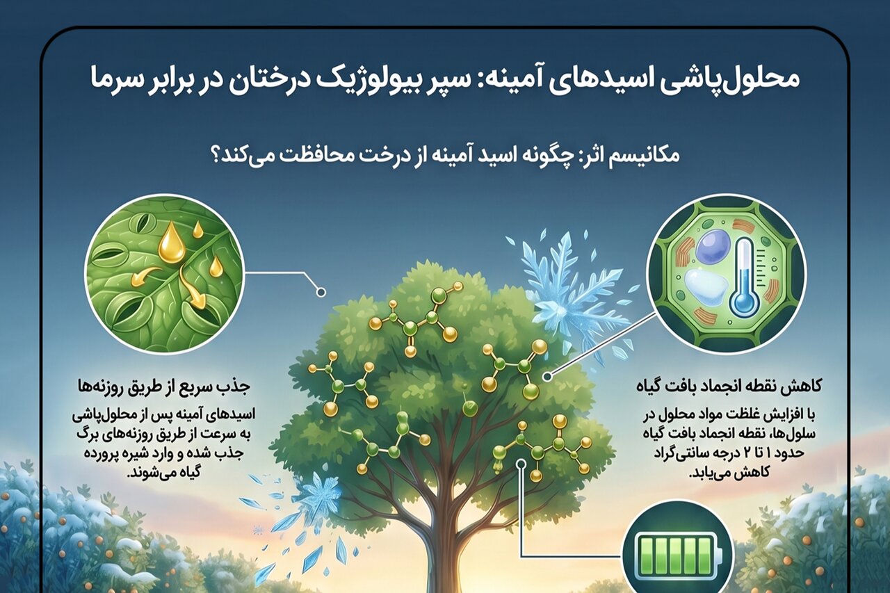 اینفوگرافیک؛محلول‌پاشی اسیدهای آمینه سپر بیولوژیک درختان در برابر سرما