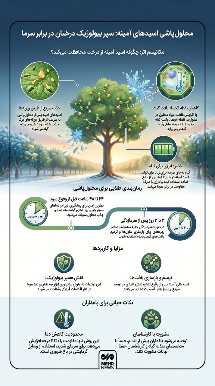 اینفوگرافیک؛محلول‌پاشی اسیدهای آمینه سپر بیولوژیک درختان در برابر سرما