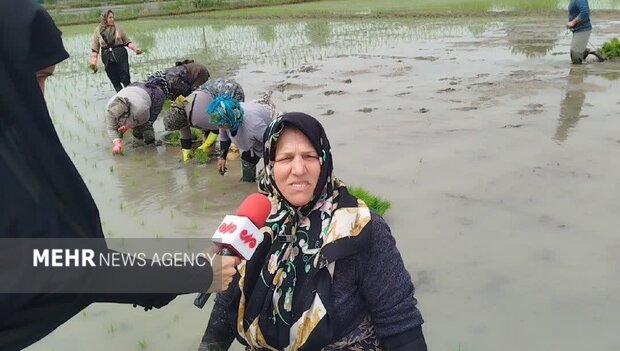 زمین‌های نیاکو و روایت «ما می‌توانیم»؛ بانوانی که از کار خسته نمی‌شوند