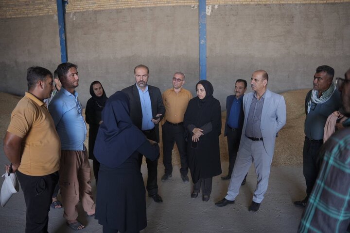 پیش بینی برداشت ۳۰ هزار تن گندم در شهرستان گچساران