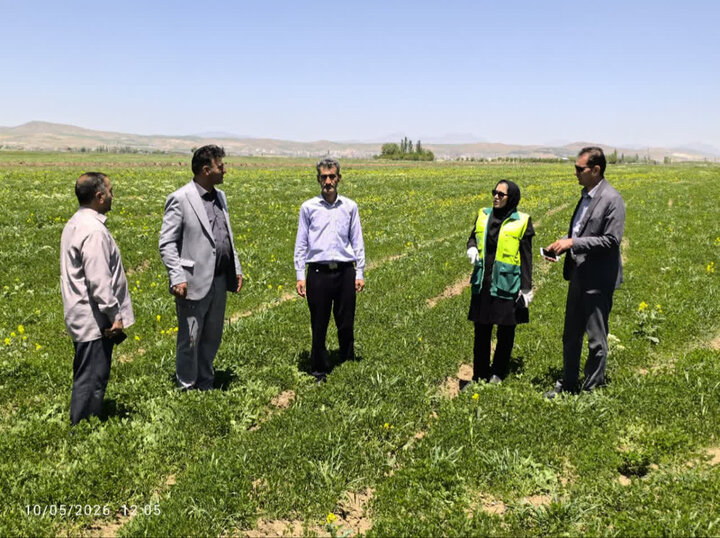 جهاد کشاورزی لرستان: ۴۰۰ هکتار نخود در تناوب با گندم در ازنا کشت شد