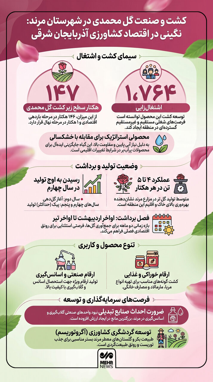 اینفوگرافیک؛ کشت و صنعت گل محمدی در شهرستان مرند