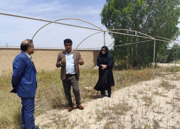 شهرستان گناوه قطب تولید نهال می‌شود