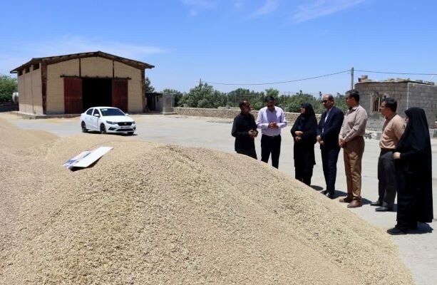 ۷۰۰۰ تن گندم از کشاورزان شهرستان دشتی خریداری شد