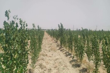 کاشت ۵۲ هزار اصله نهال در تصفیه خانه همدان