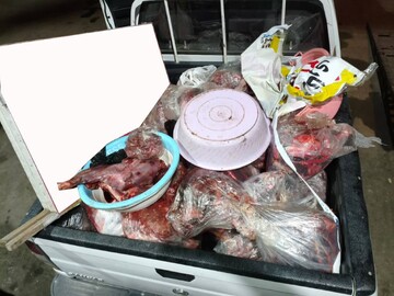 کشف ۳۷۸ کیلوگرم گوشت گراز در قصابی ساری