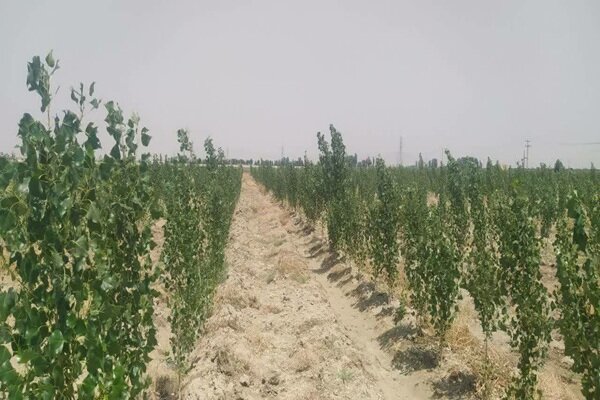 کاشت ۵۲ هزار اصله نهال در تصفیه خانه همدان