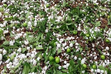 بارش تگرگ  در اردبیل